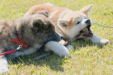 秋田犬がアイコン 交流人口を増やす