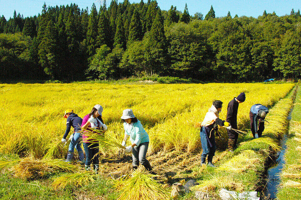 農業体験：稲刈りの様子