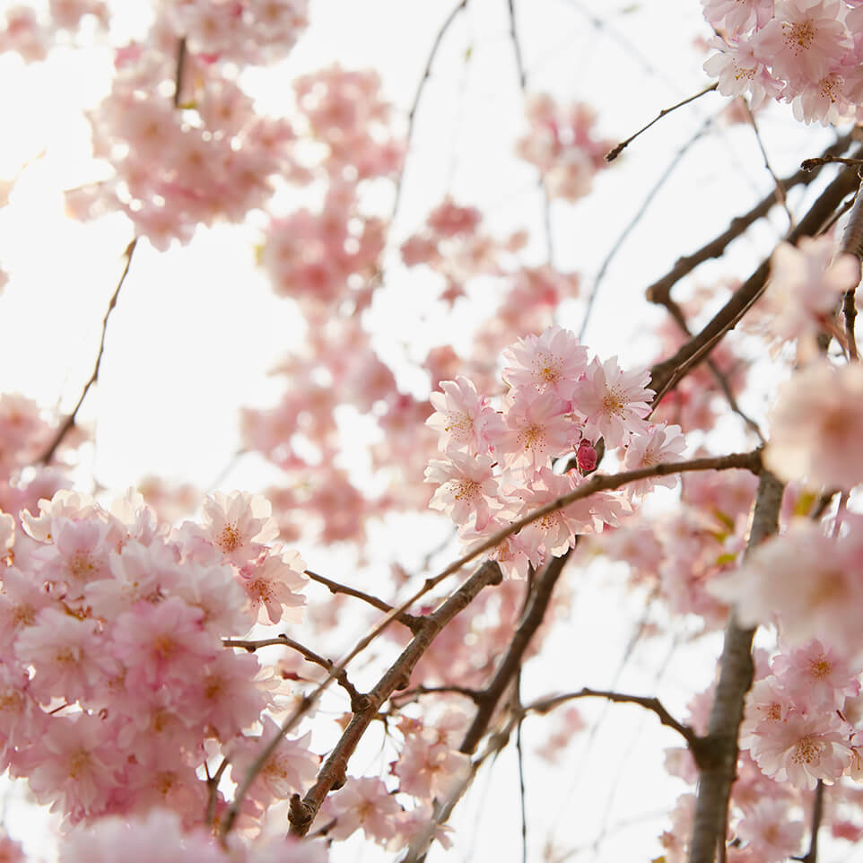 春：大館の桜