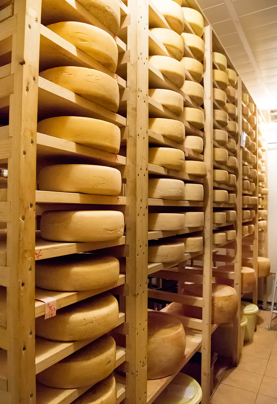 厳しい温度管理の中で熟成されていくホールチーズ