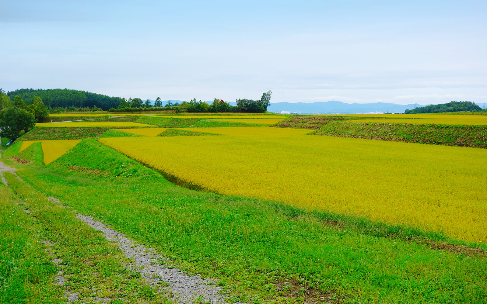 東神楽町の美しい棚田風景