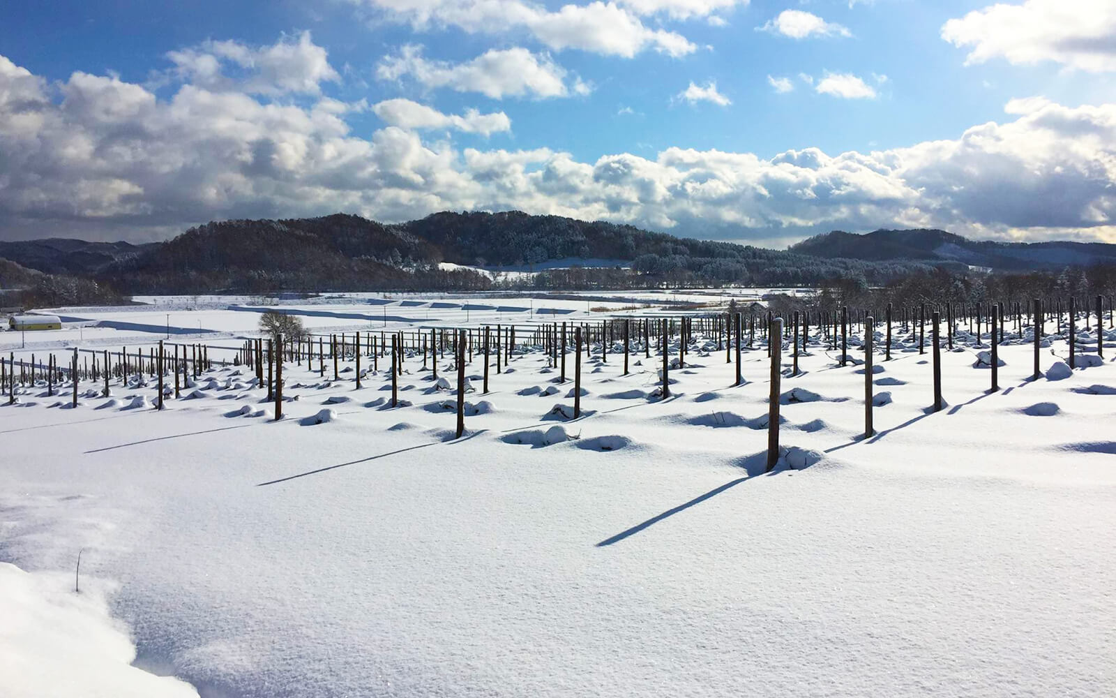 2m以上も雪が積もる宝水ワイナリーのぶどう畑