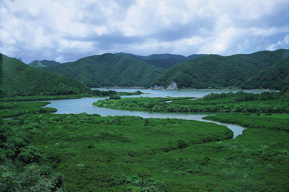 奄美大島の山風景マングローブ