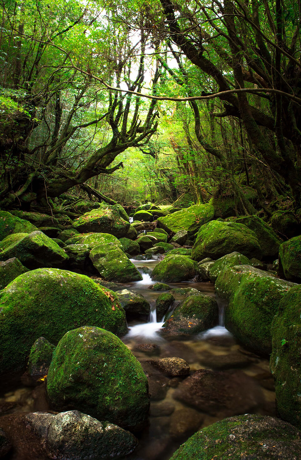 屋久島白谷雲水峡