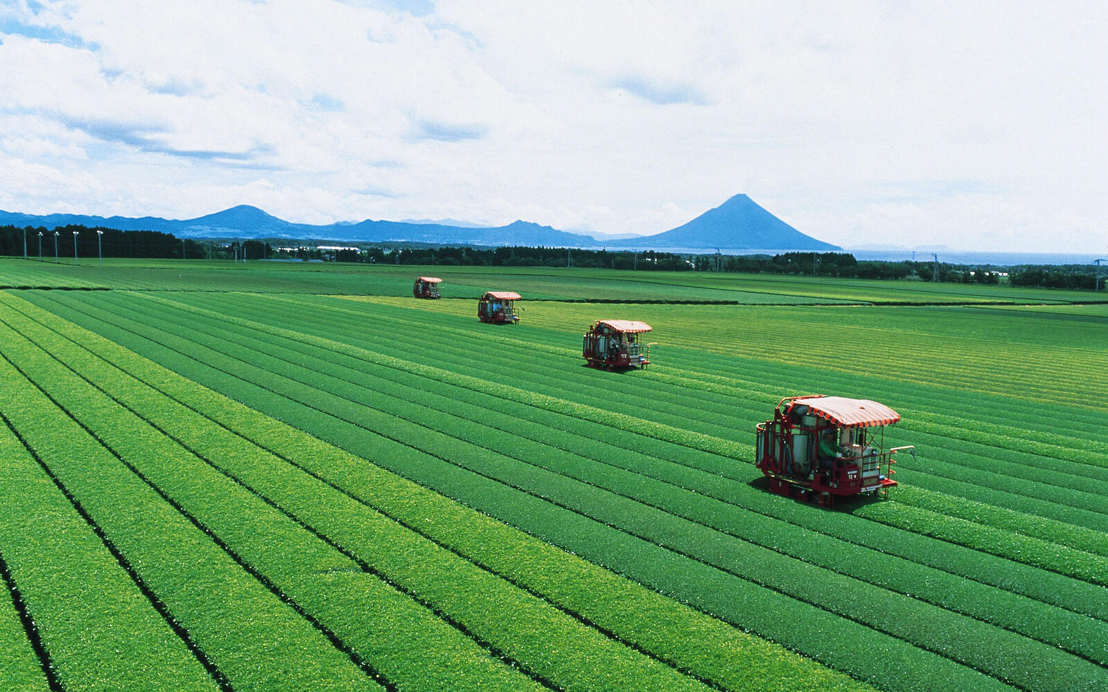 平坦な土地に茶園があるから機械化が進み生産効率が良い