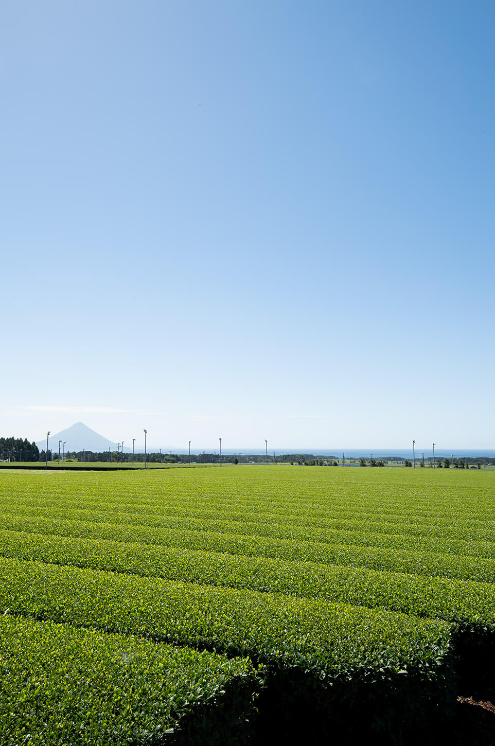 開聞岳を望む枕崎市の茶畑