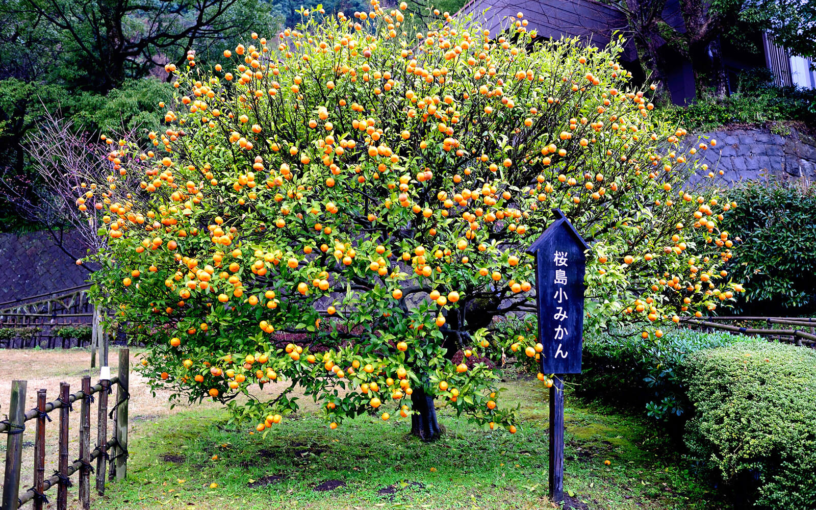 日本一小さい「桜島小みかん」