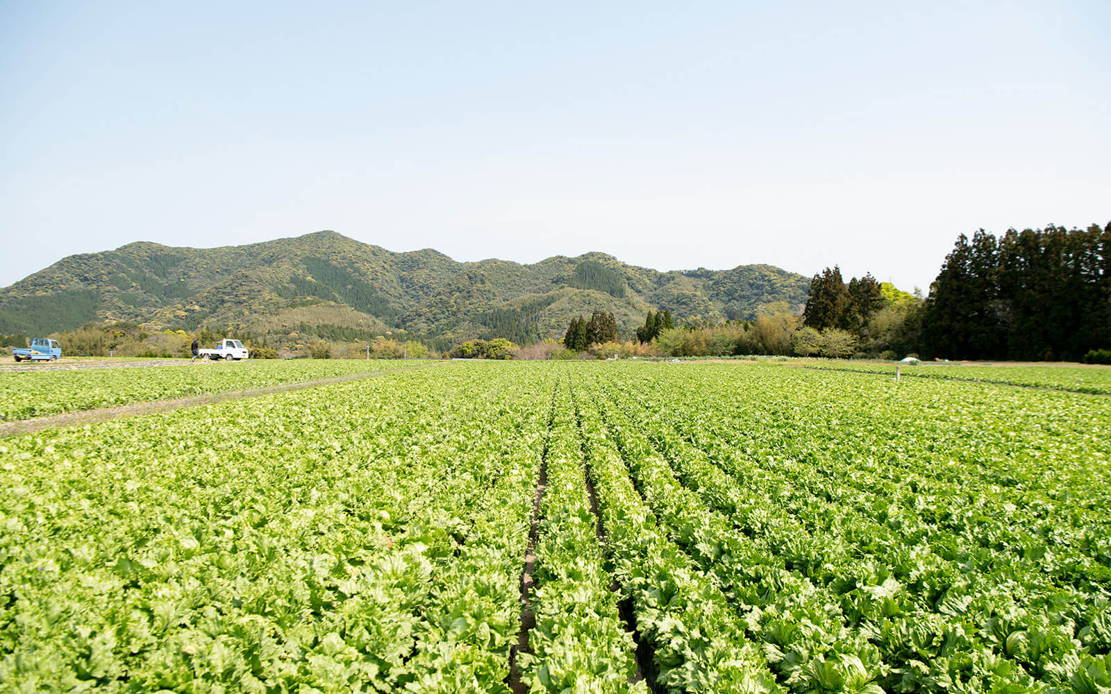 現在、松田さんが栽培しているレタス畑の一部