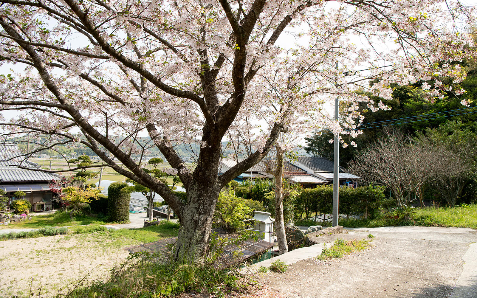 美しい桜がある松田さんの住まい