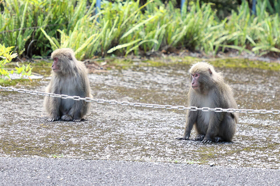 屋久島に生息するヤクシマザル