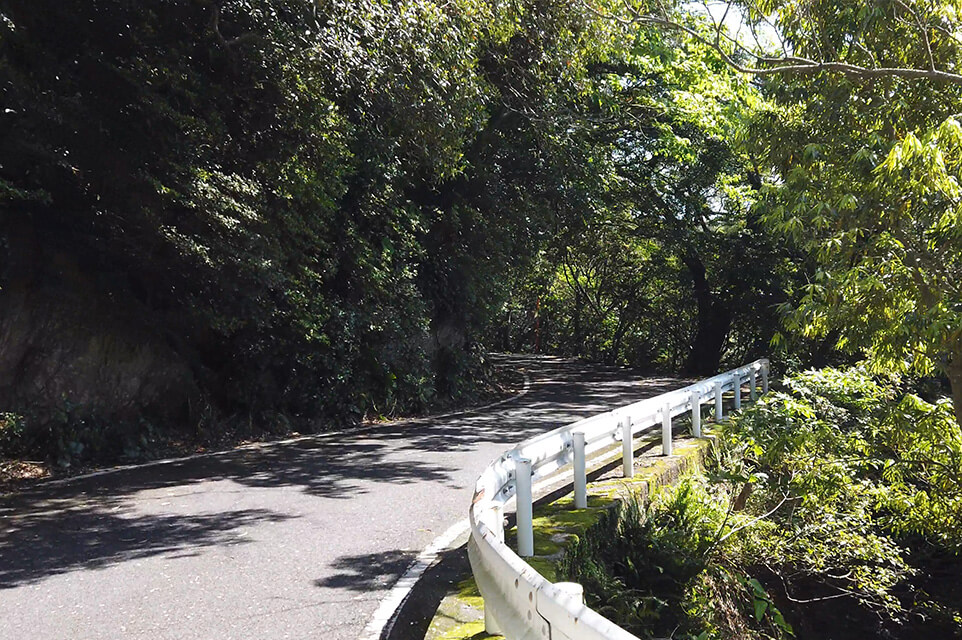 照葉樹林の宝庫西部林道