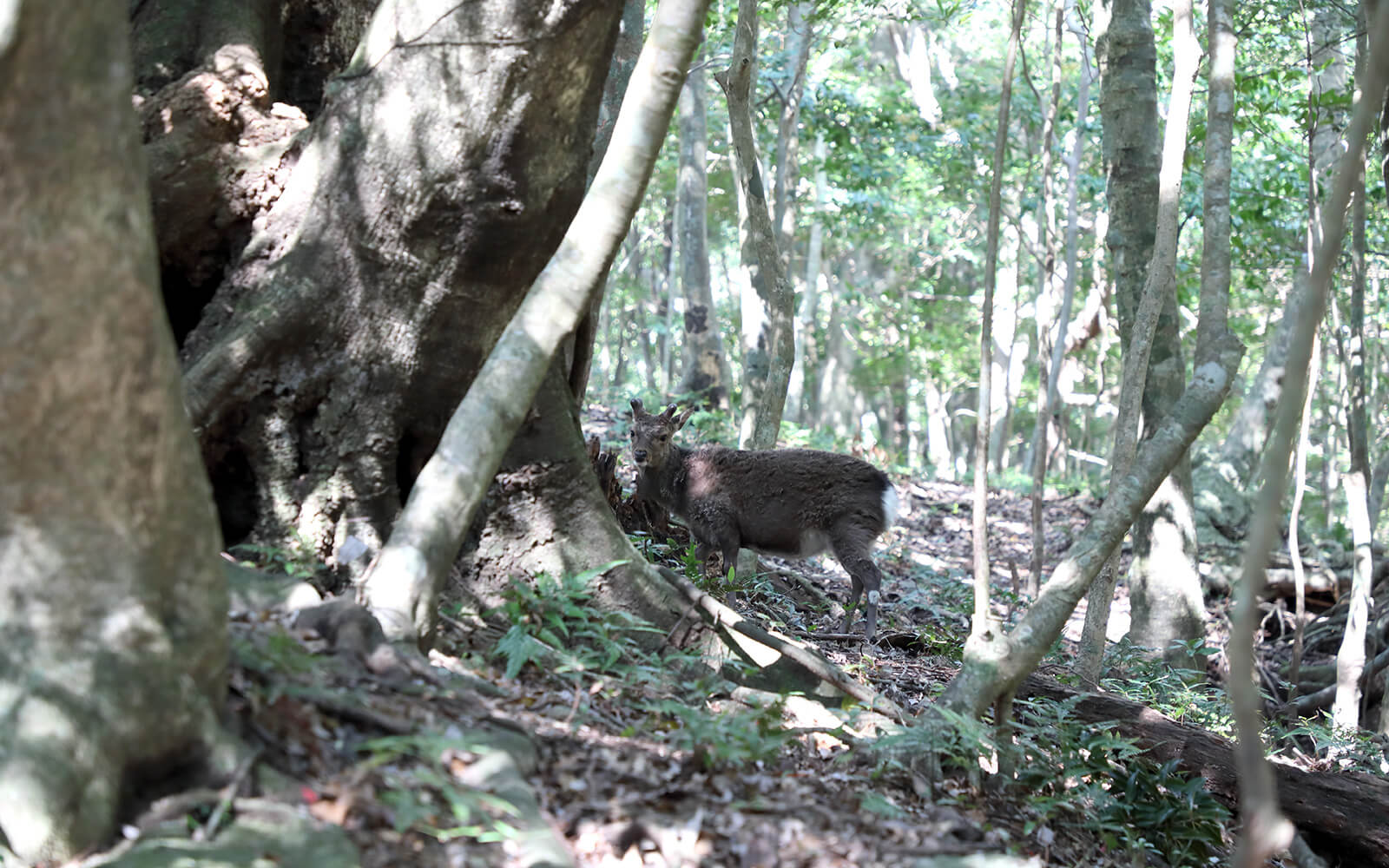 運良く野生のヤクシカに遭遇