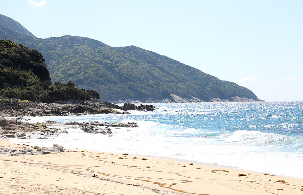 ウミガメの産卵に遭遇できる永田いなか浜