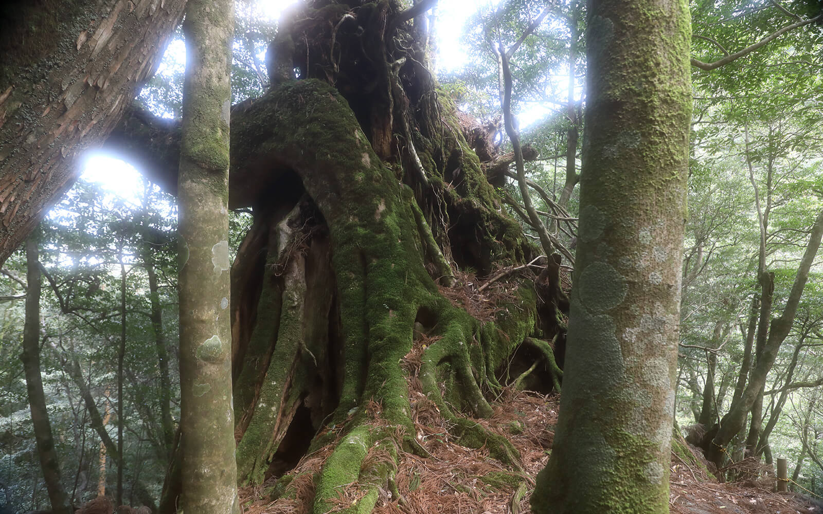 空洞化した根から新しい世代の杉が育っている「二代大杉」