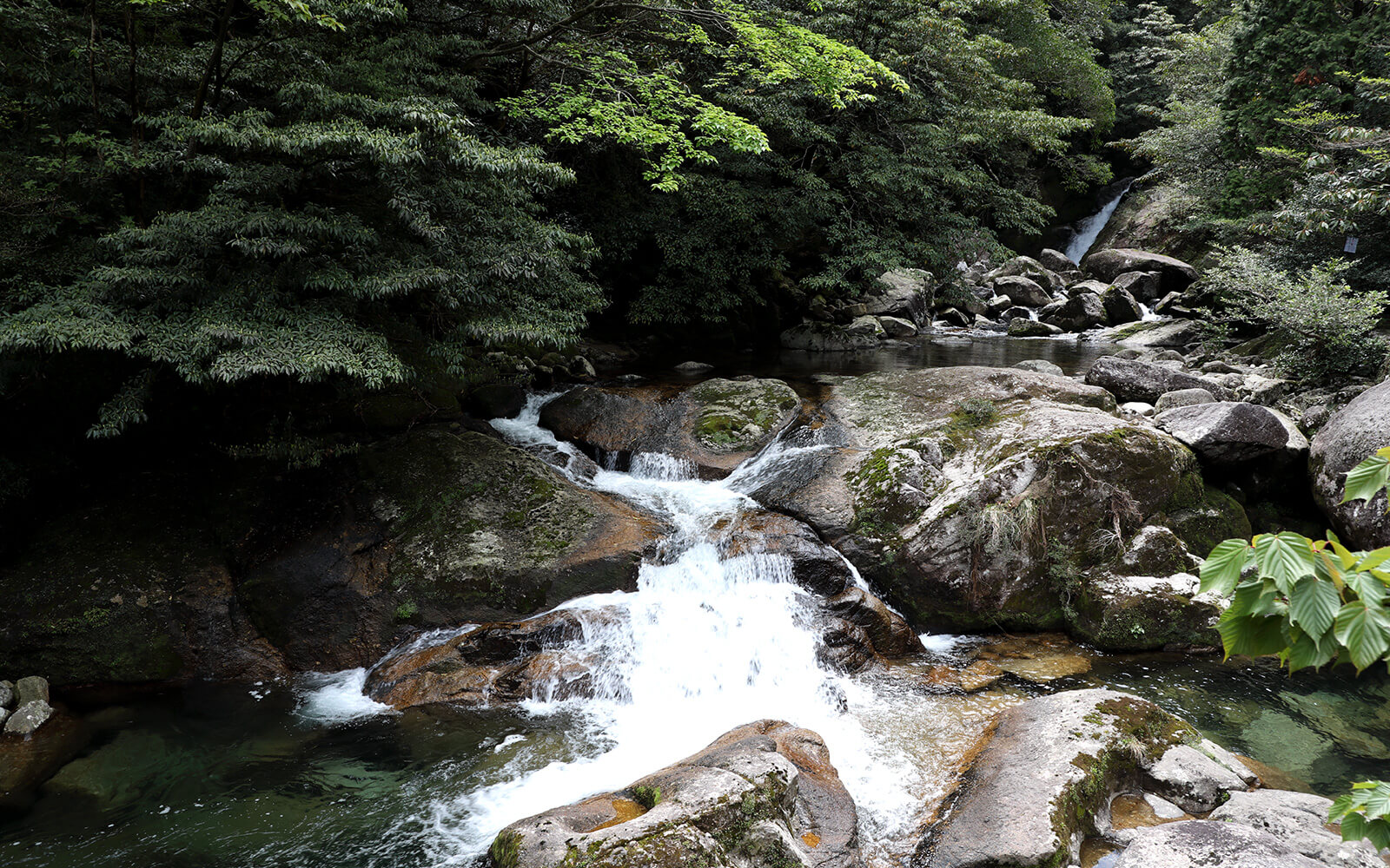 林内を流れる白谷川の清流