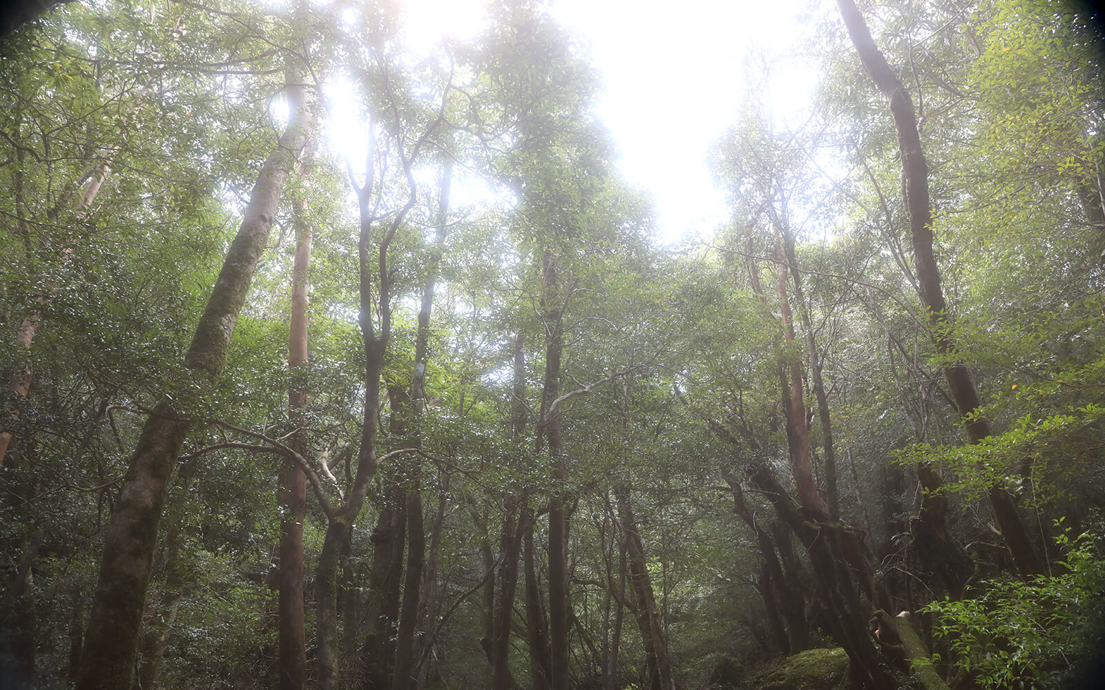 1000年単位の森の世代交代