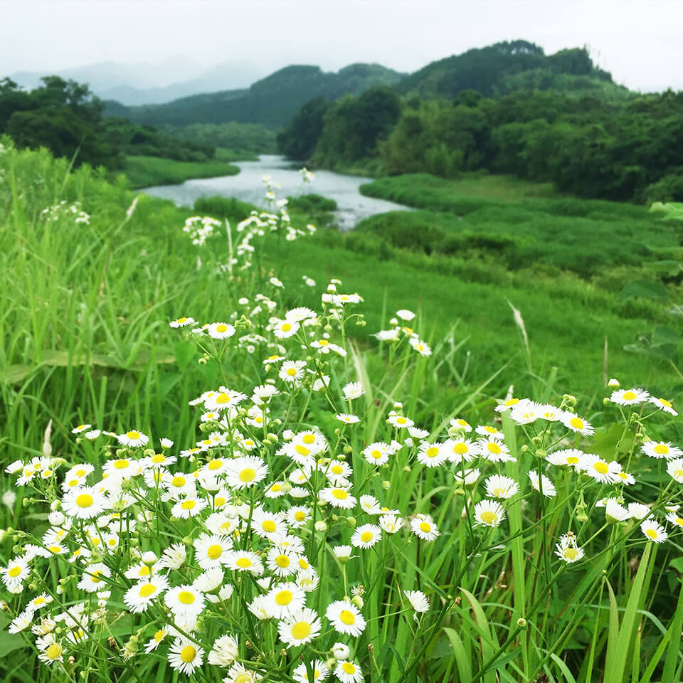 緑豊かな綾町