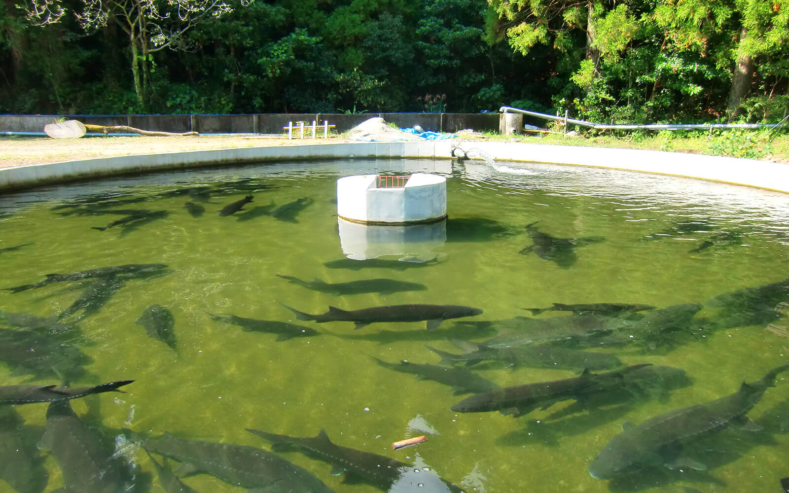 チョウザメの養殖現場