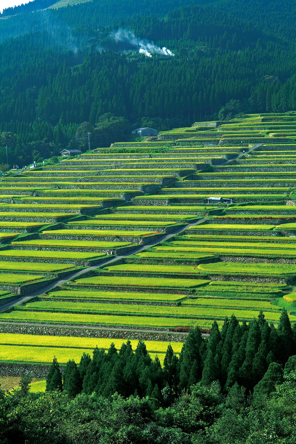 坂元棚田