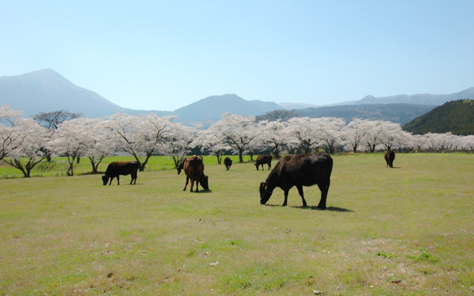 ストレスのない放牧で育つ牛たち