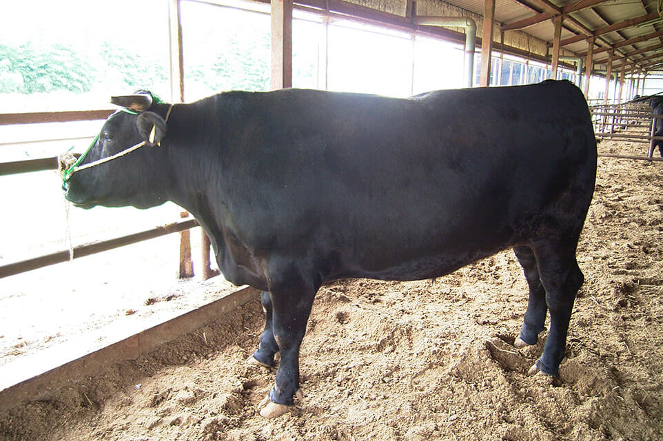 肉質の良さ、細かい脂身、芳香な香りが特長