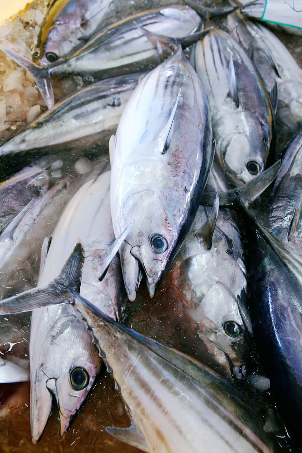 近海カツオ一本釣り漁業漁獲量[第1位]　23,322トン