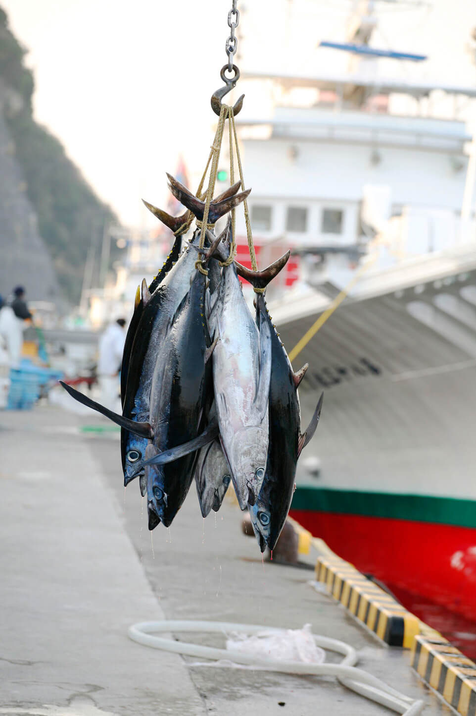 マグロ類漁獲量[第4位] 18,728トン