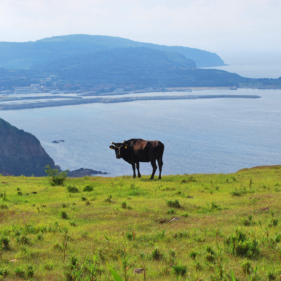 天記念物であり日本最古の在来牛である見島牛