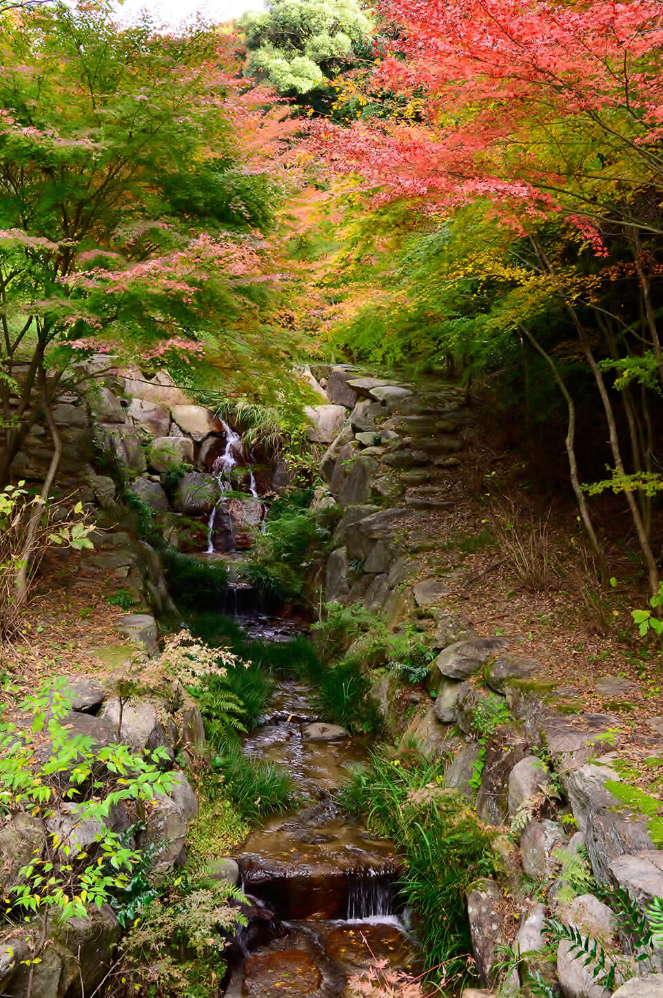 阿弥陀寺の紅葉