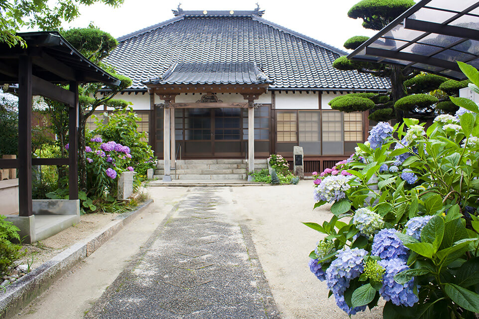 あじさいがきれいな護国寺