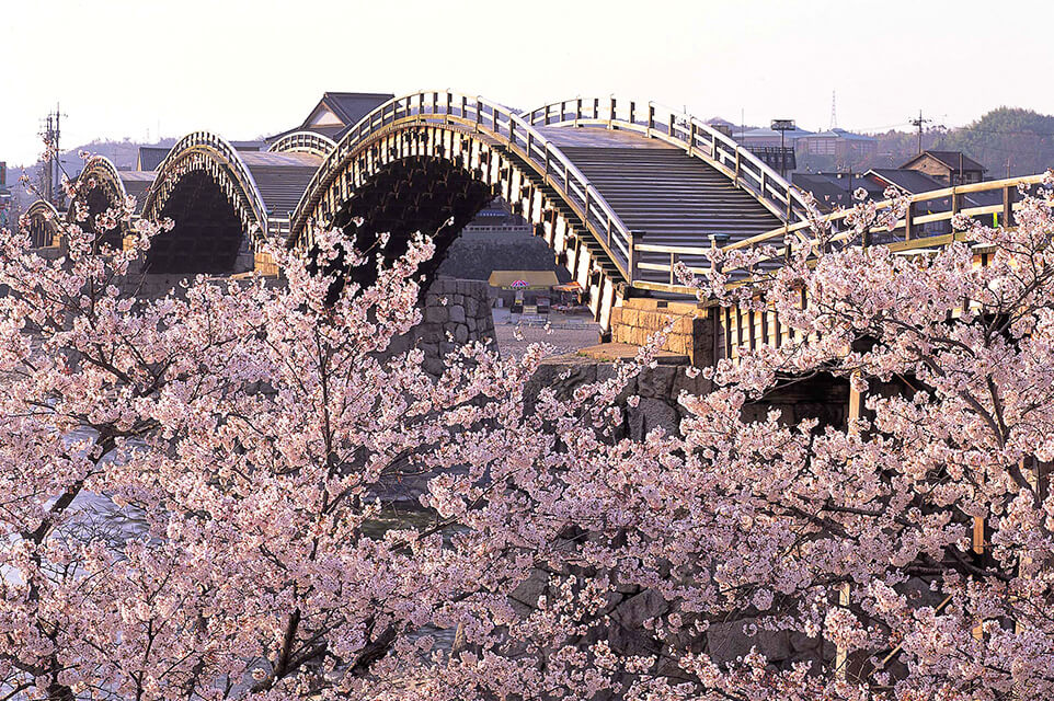 桜が美しい春の錦帯橋