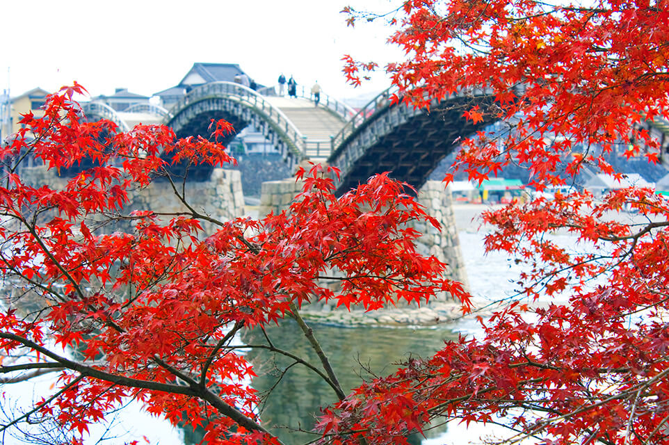 観光トップシーズン紅葉の錦帯橋