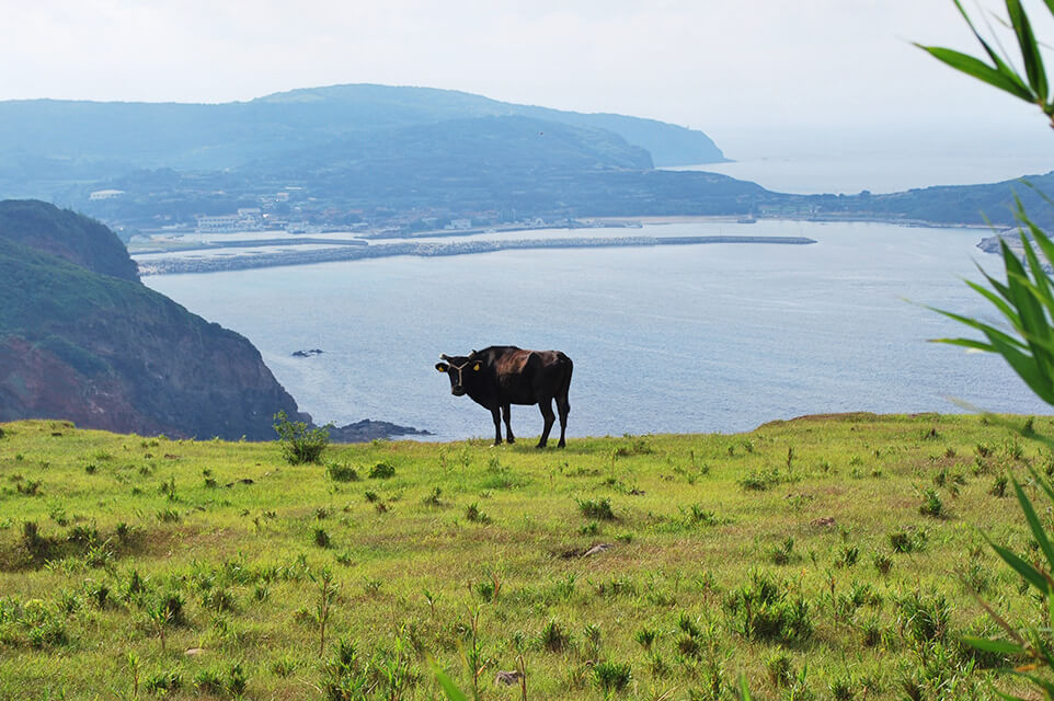 和牛の原種「見島ウシ」