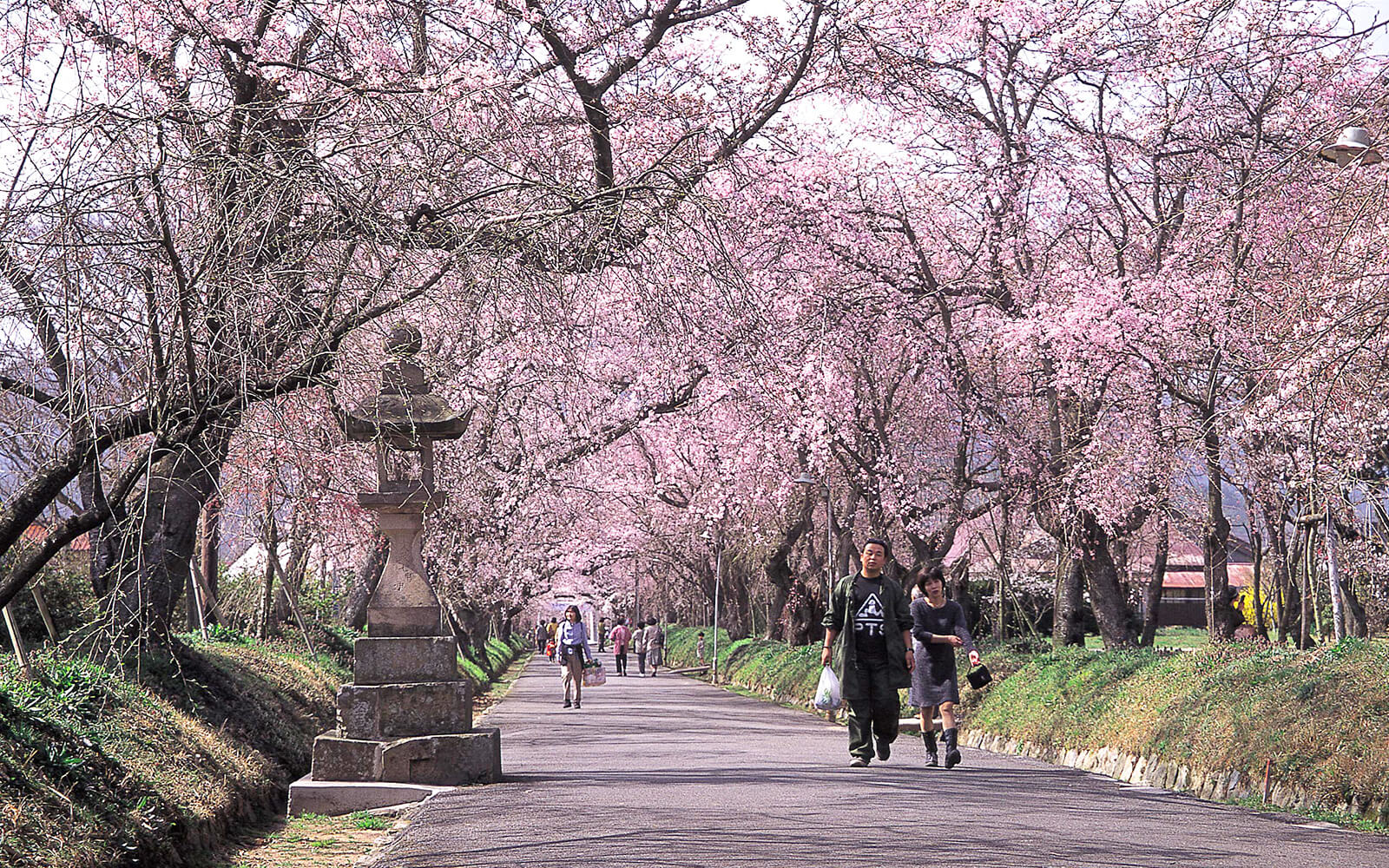 しだれ桜が有名な徳佐八幡宮